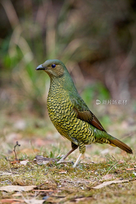 缎纹园丁鸟(Ptilonorhynchus violaceus)